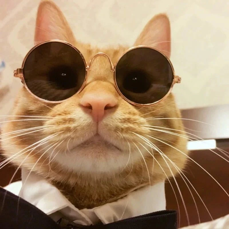 Vintage Round Cat Sunglasses for Pets
