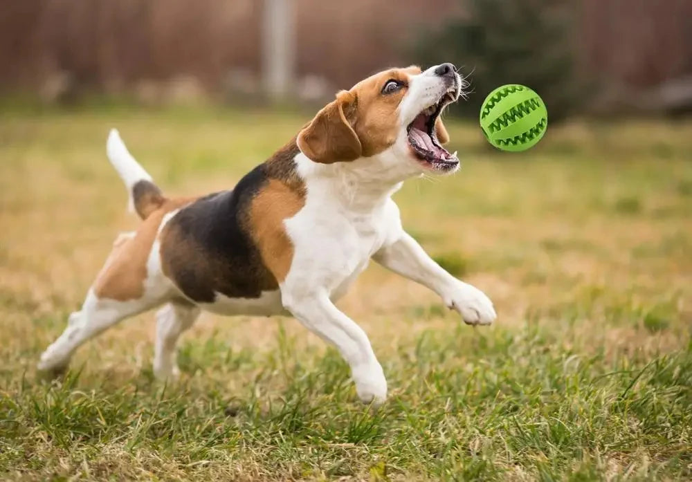 Pet Dog Toy Interactive Rubber Balls